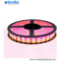 DC12V/24V Double Row SMD5050 RGBW SMD LED Strip Light